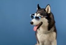 Morumbi Town Shopping oferece diversão gratuita aos pets