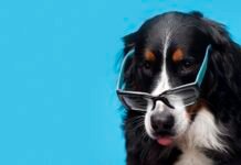 Top Center promove evento de adoção de Cães