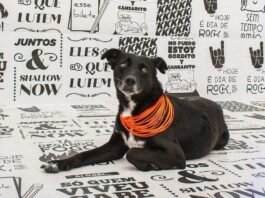 Feira de adoção, palestras e até desfile pet agitam programação do evento solidário ‘Pet Fashion’