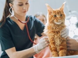 Mulheres veterinárias já são quase 50% dos profissionais no Brasil