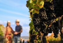 SindVinho MG leva oito vinícolas para a ProWine São Paulo