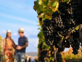 SindVinho MG leva oito vinícolas para a ProWine São Paulo