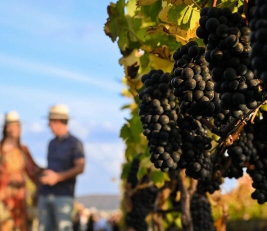 SindVinho MG leva oito vinícolas para a ProWine São Paulo