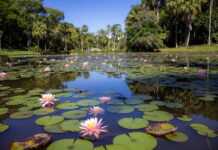 Jardim Botânico de São Paulo terá entrada gratuita comemoração ao aniversário do Parque Estadual das Fontes do Ipiranga