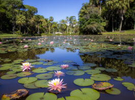 Jardim Botânico de São Paulo terá entrada gratuita comemoração ao aniversário do Parque Estadual das Fontes do Ipiranga